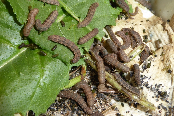 Caradrina (Paradrina) fuscicornis, Noctuidae